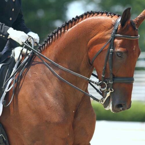 Dressage Clinic at Trevi Manor (Lothian, MD)